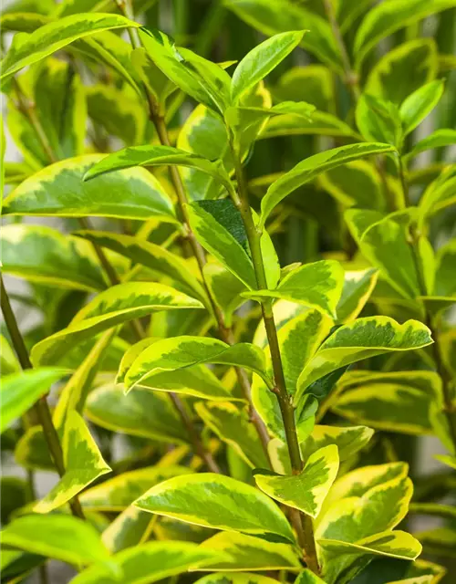 Ligustrum ovalifolium `Aureum` 