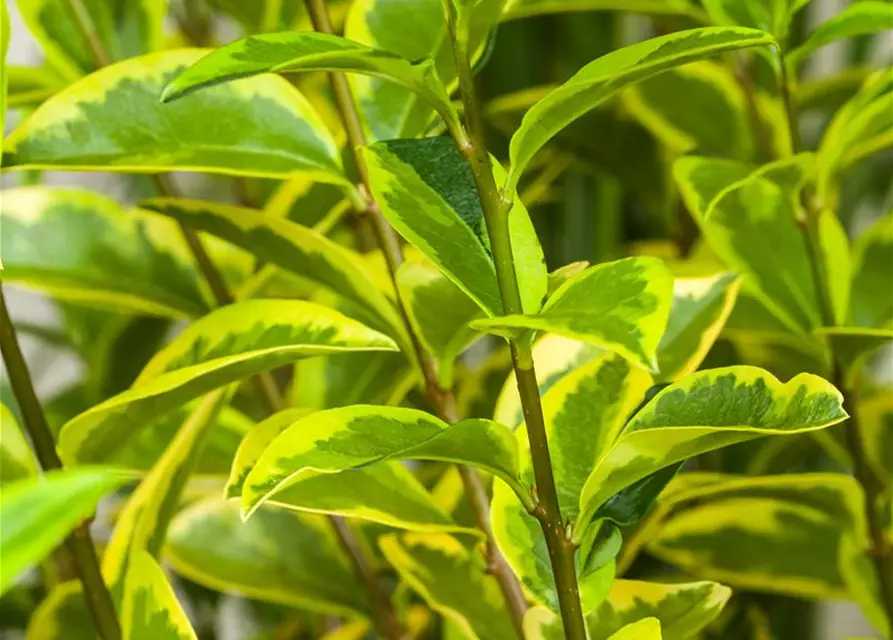 Ligustrum ovalifolium `Aureum` 
