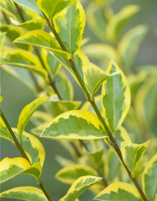 Ligustrum ovalifolium `Aureum` 