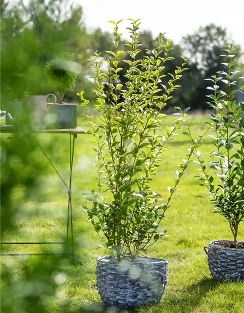 Ligustrum ovalifolium `Aureum` 