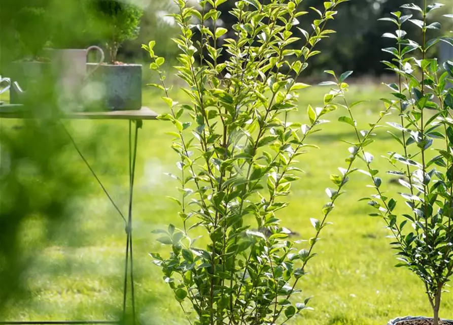 Ligustrum ovalifolium `Aureum` 