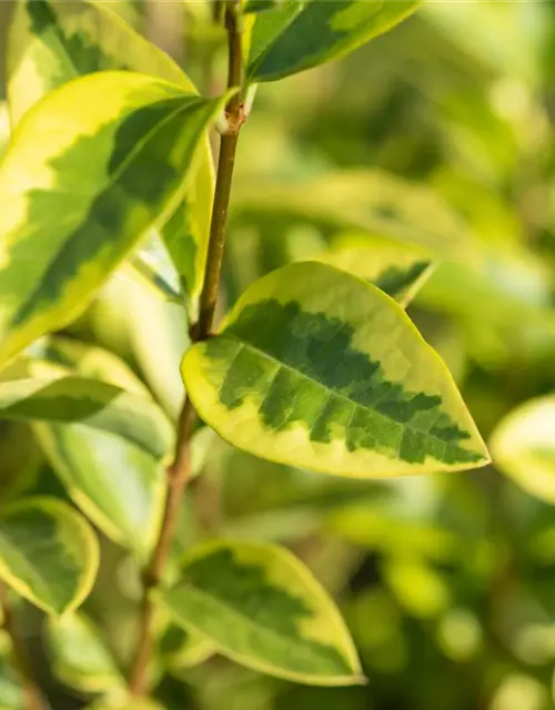 Ligustrum ovalifolium `Aureum` 