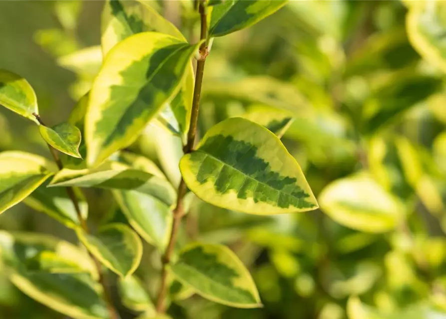 Ligustrum ovalifolium `Aureum` 