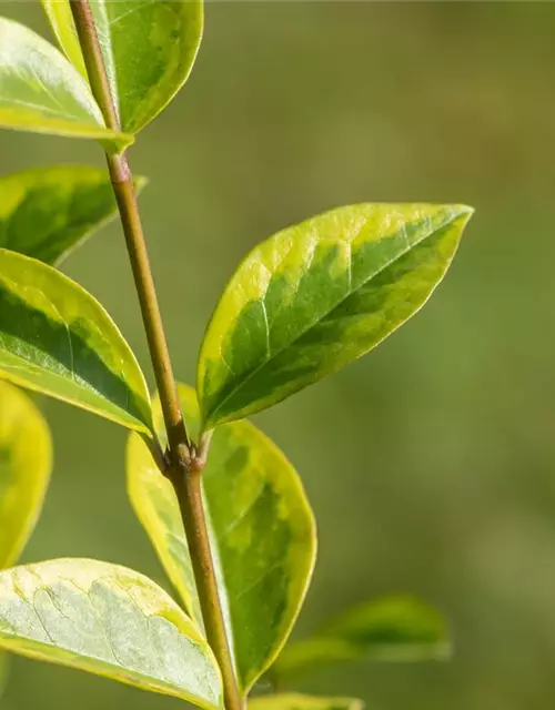Ligustrum ovalifolium `Aureum` 