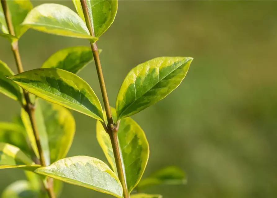 Ligustrum ovalifolium `Aureum` 