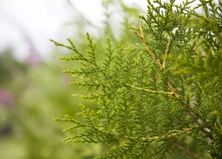 Thuja occidentalis `Brabant` mit Ballen