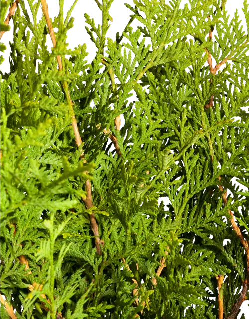 Thuja occidentalis `Brabant` mit Ballen