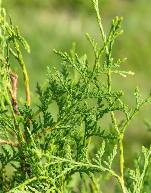 Thuja occidentalis `Brabant` mit Ballen