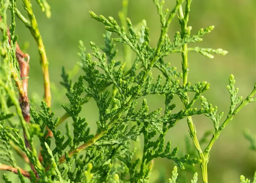 Thuja occidentalis `Brabant` mit Ballen