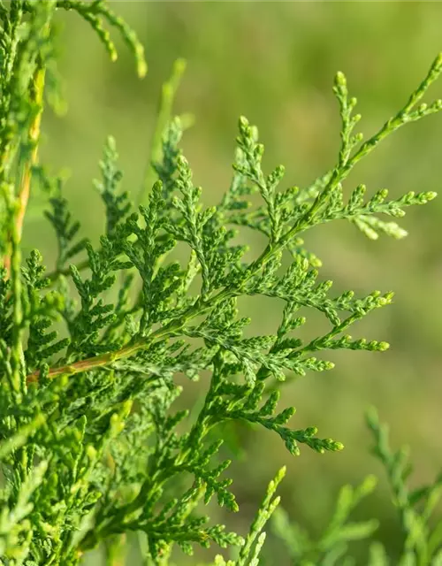 Thuja occidentalis `Brabant` mit Ballen