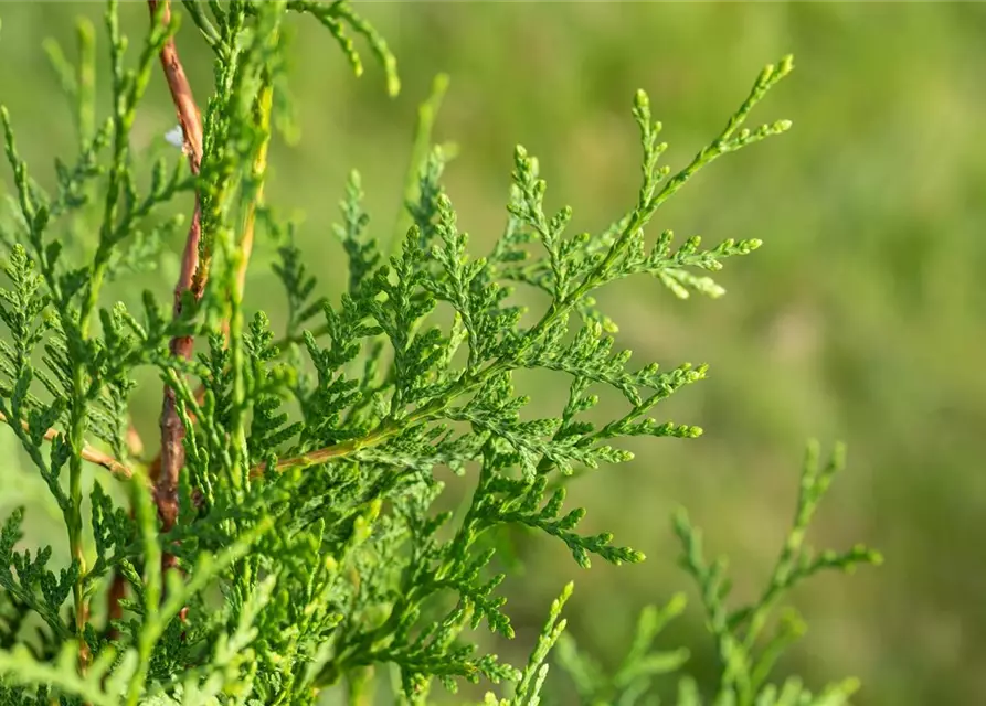 Thuja occidentalis `Brabant` mit Ballen