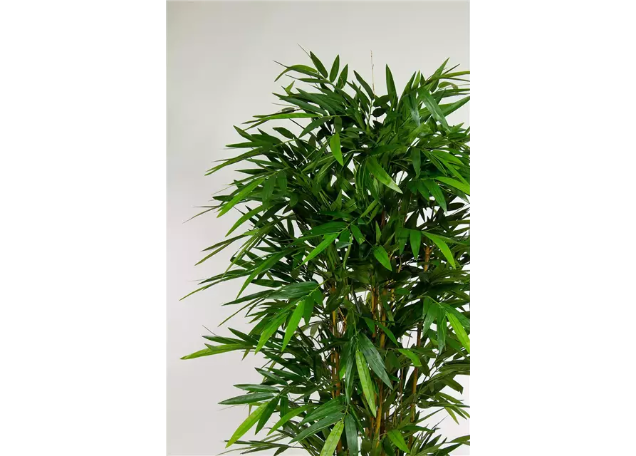 fleur ami BAMBUS DELUXE Kunstpflanze
