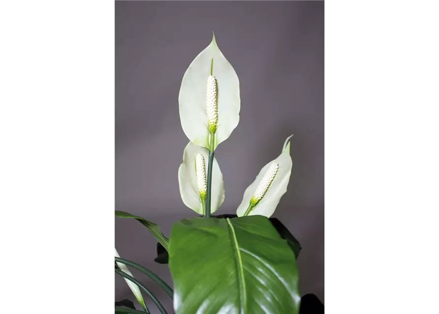 fleur ami SPATHIPHYLLUM DELUXE Kunstpflanze