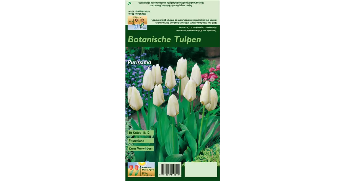 10 Tulpenzwiebeln „Purissima“ – Weiß, Winterhart, Für Beete & Als Schnittblume