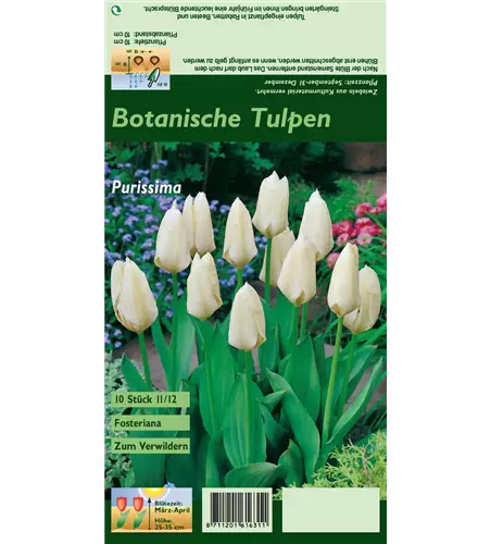 Garten-Tulpe 'Purissima'