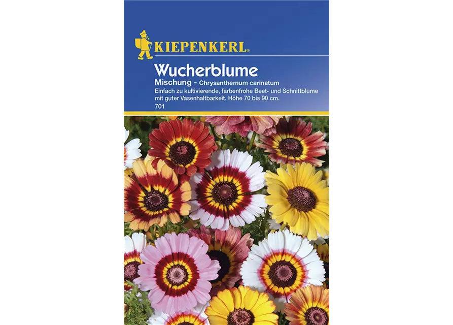 Chrysanthemum Mischung