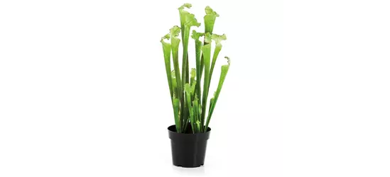 fleur ami SARRACENIA Kunstpflanze