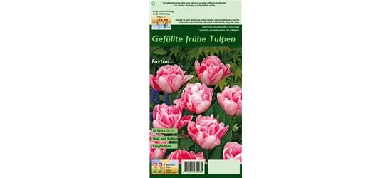 Gefüllte Tulpe 'Foxtrot'