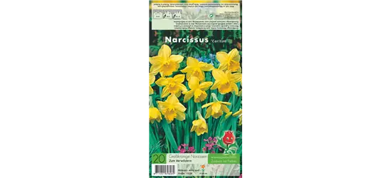 Großkronige Narzisse 'Carlton'