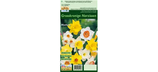 Großkronige Narzisse