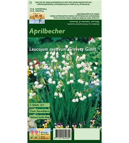 Sommer-Knotenblume 'Gravety Giant'