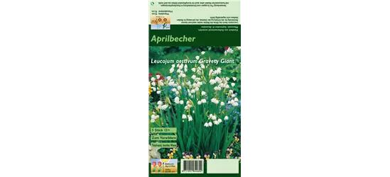 Sommer-Knotenblume 'Gravety Giant'