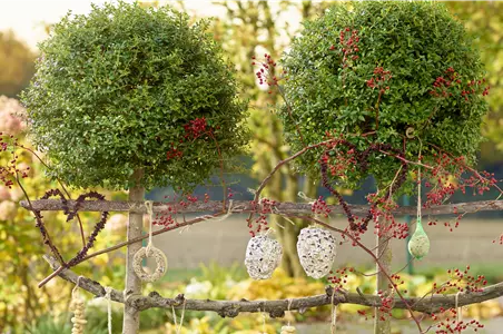 LECKERBISSEN FüR VöGEL LECKERBISSEN FüR VöGEL