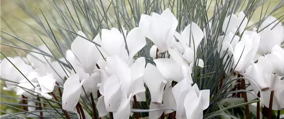 DIE TRADITION DER GRABBEPFLANZUNG DIE TRADITION DER GRABBEPFLANZUNG