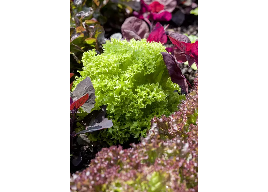 Blatt-Salat 'Lollo bionda'