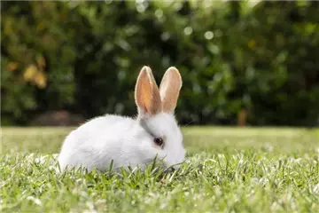 Futterpflanzen Futterpflanzen