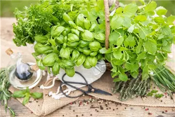 Kräutersamen Kräutersamen