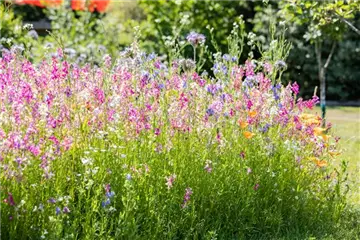 Blumensamen Blumensamen