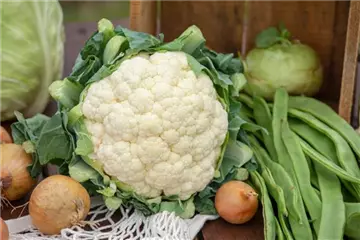 Gemüsesamen Gemüsesamen