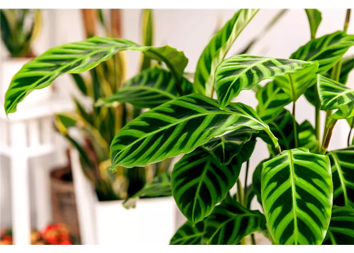 Grünpflanzen Grünpflanzen