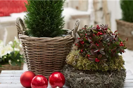 IMMERGRüNE OUTDOORSTARS