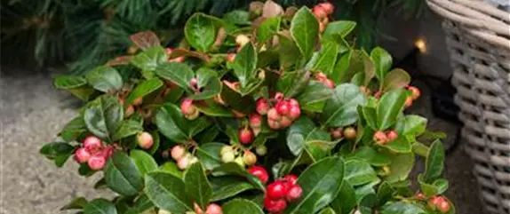 IMMERGRüNE OUTDOORSTARS