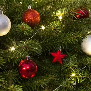 Entspannte Weihnachten mit Hund und Katze