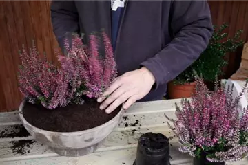 KNOSPENHEIDE - EINPFLANZEN IN EIN GEFÄSS KNOSPENHEIDE - EINPFLANZEN IN EIN GEFÄSS
