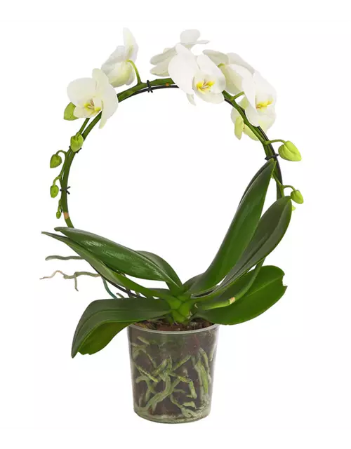 Phalaenopsis Hurrican/Bogen 