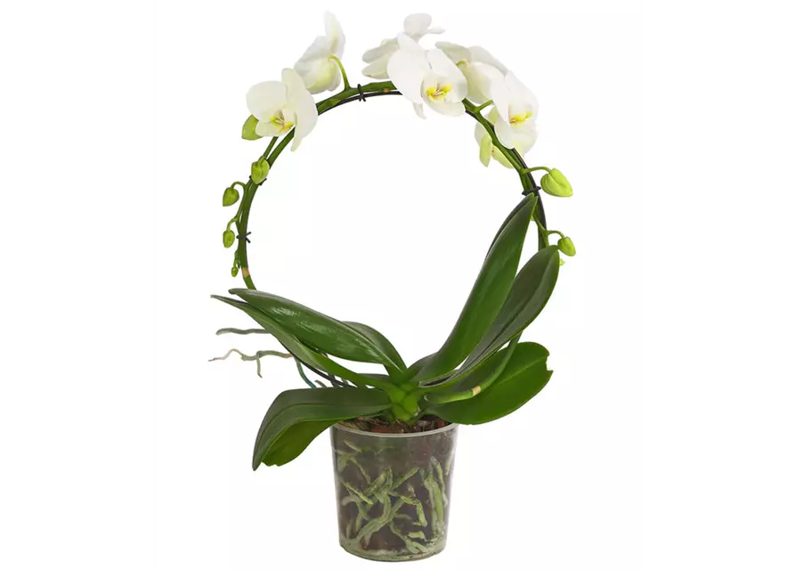 Phalaenopsis Hurrican/Bogen 