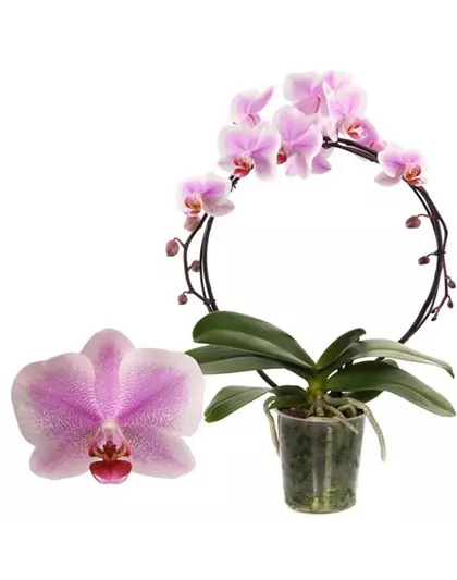 Phalaenopsis Hurrican/Bogen 