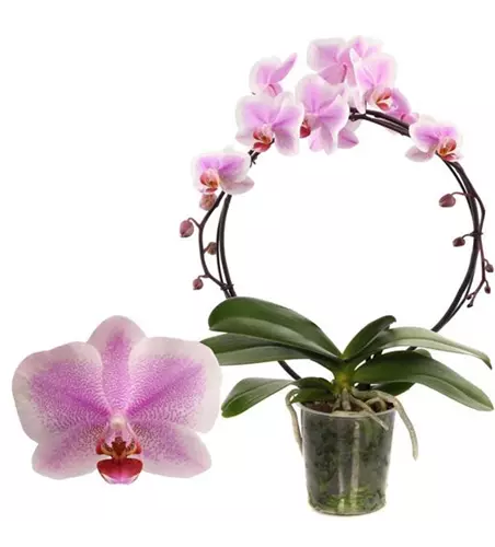 Phalaenopsis Hurrican/Bogen 