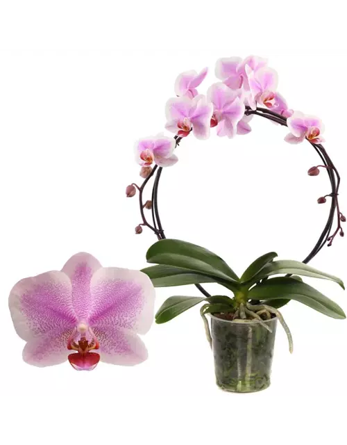 Phalaenopsis Hurrican/Bogen 