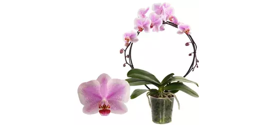 Phalaenopsis Hurrican/Bogen 