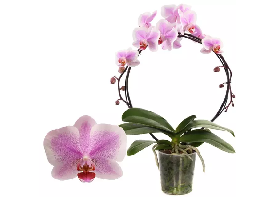 Phalaenopsis Hurrican/Bogen 