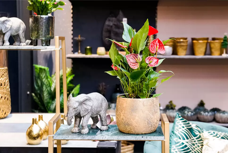 Urban Jungle - Tropen-Feeling für Zuhause Urban Jungle - Tropen-Feeling für Zuhause