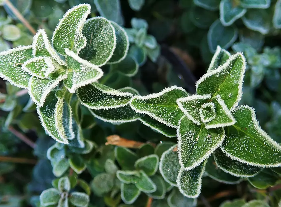 Frisch, gesund & lecker! - Auch im Winter frische Vitamine Frisch, gesund & lecker! - Auch im Winter frische Vitamine