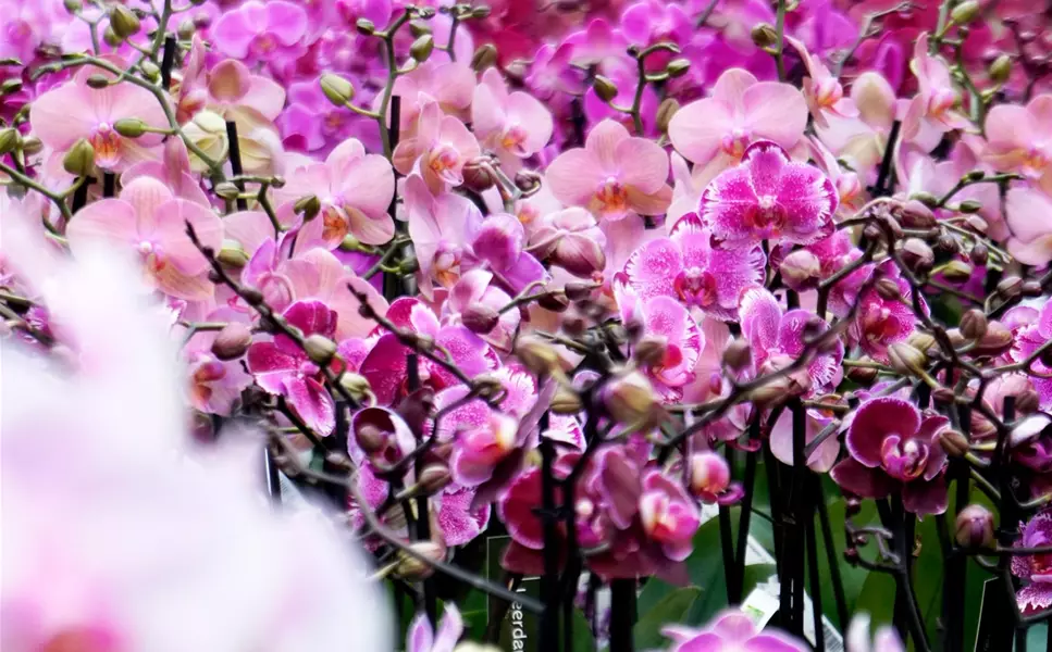 Exotische Orchideen - Blühende Freude verschenken Exotische Orchideen - Blühende Freude verschenken
