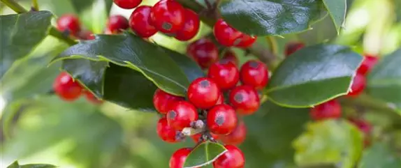 Grüne Kugeln – die etwas andere Weihnachtsdeko