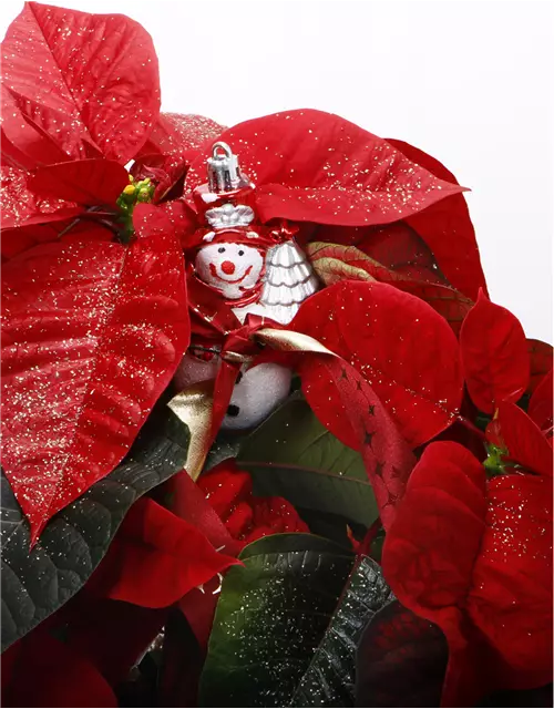 Roter Weihnachtsstern + Figur